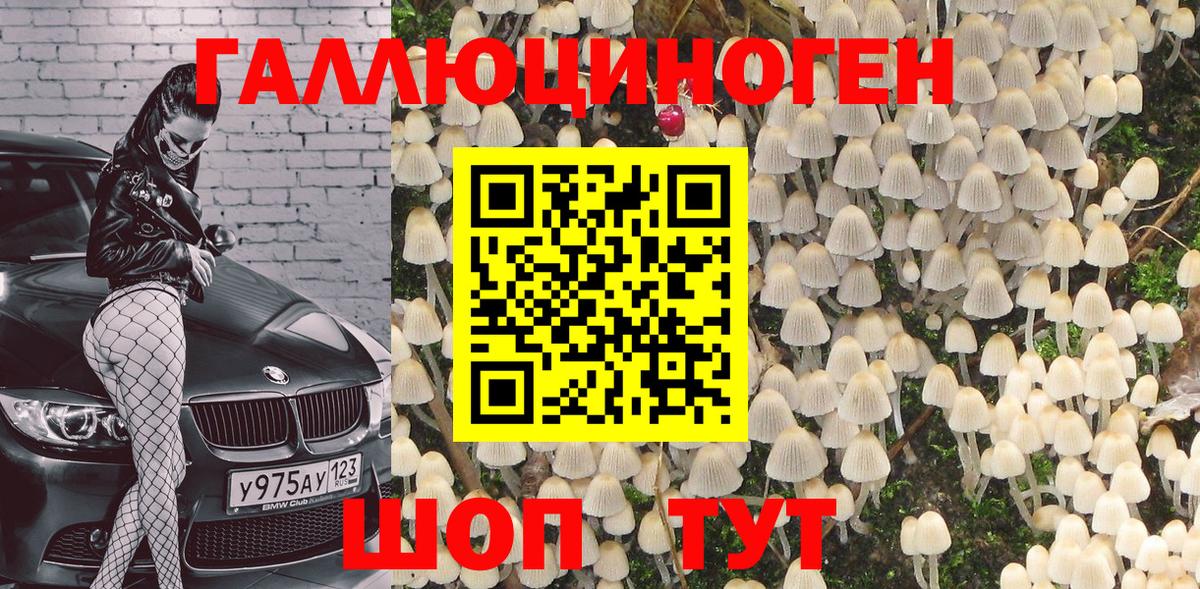 Псилоцибиновые грибы Psilocybe Осинники