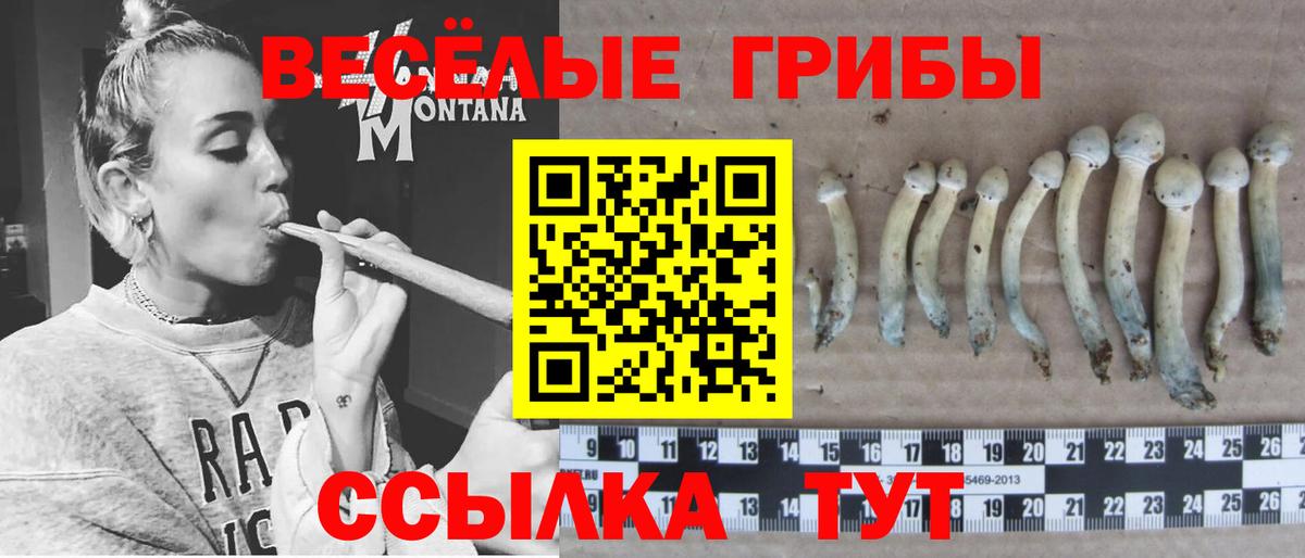 Псилоцибиновые грибы Psilocybine cubensis  Вход с VPN  Осинники 